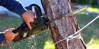 How Our Tree Care Process Works  in  Baidland, PA