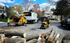 Trusted Baidland, PA Tree Services Experts