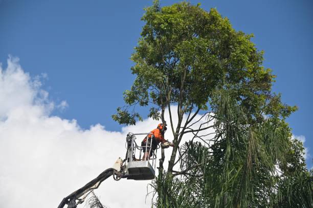 Best Commercial Tree Services  in Baidland, PA