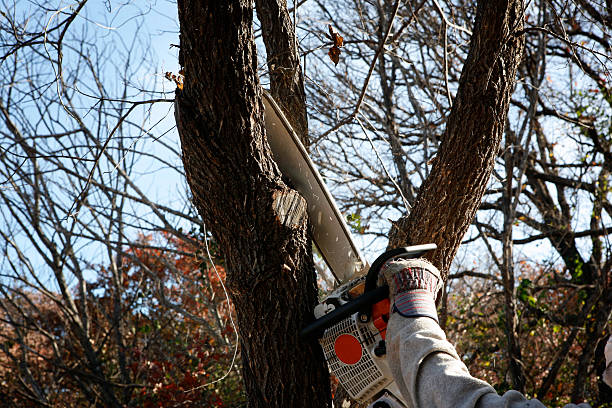 Best Tree Risk Assessment  in Baidland, PA